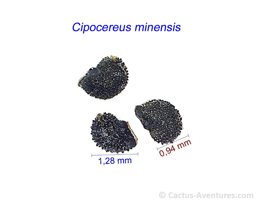 Cipocereus minensis AB